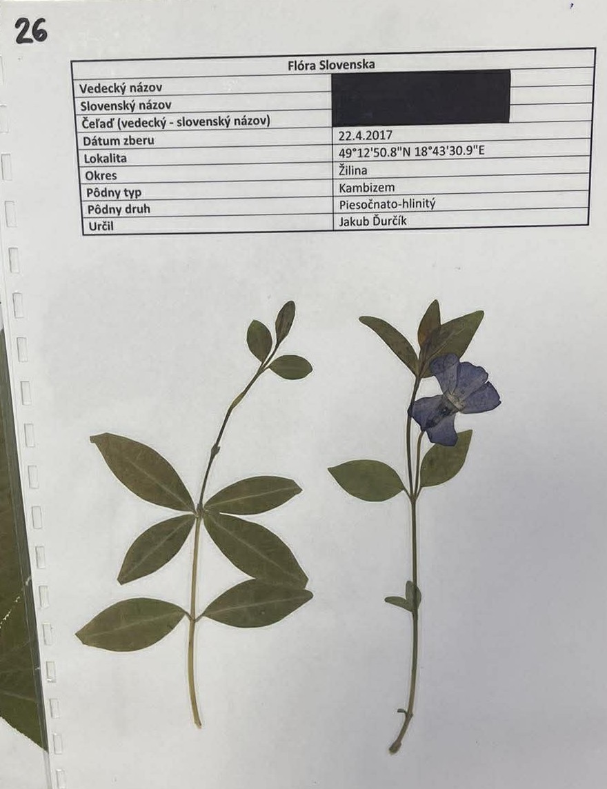 Rastlina Vinca minor